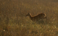 Kafue NP