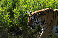 At Tiger Canyon - Karoo