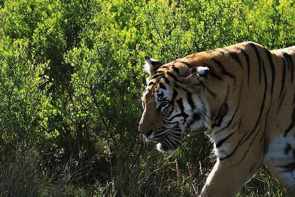 At Tiger Canyon - Karoo