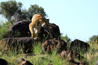 At Tiger Canyon - Karoo