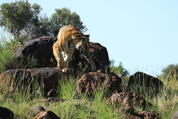 At Tiger Canyon - Karoo