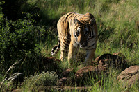 At Tiger Canyon - Karoo