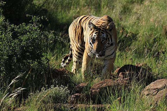 At Tiger Canyon - Karoo