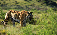At Tiger Canyon - Karoo