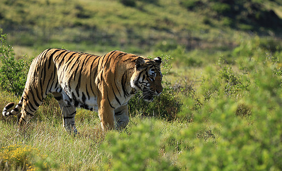 At Tiger Canyon - Karoo