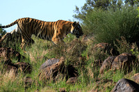 At Tiger Canyon - Karoo