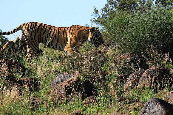 At Tiger Canyon - Karoo