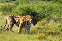 At Tiger Canyon - Karoo