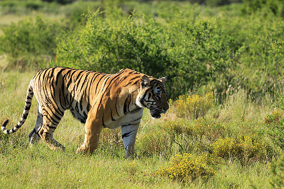 At Tiger Canyon - Karoo