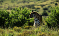 At Tiger Canyon - Karoo