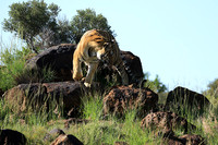 At Tiger Canyon - Karoo