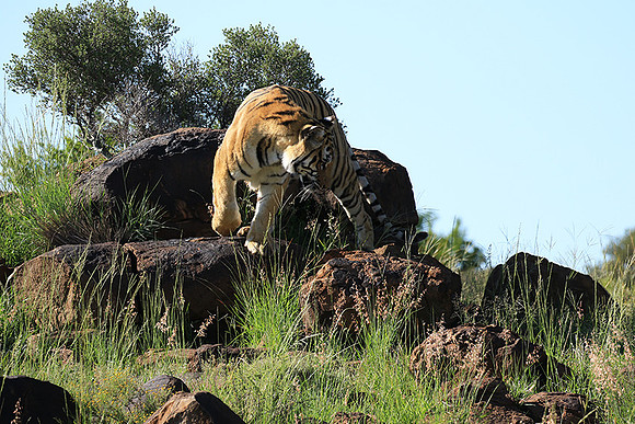 At Tiger Canyon - Karoo