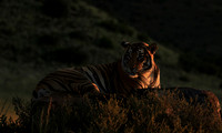 At Tiger Canyon - Karoo