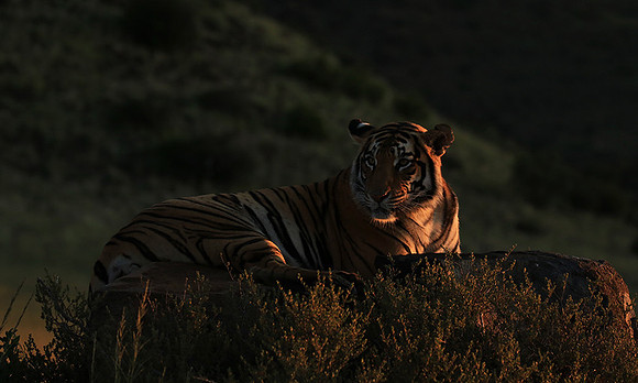 At Tiger Canyon - Karoo
