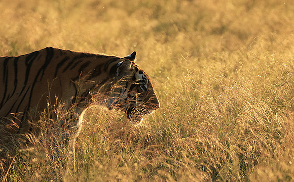 At Tiger Canyon - Karoo