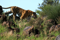 At Tiger Canyon - Karoo