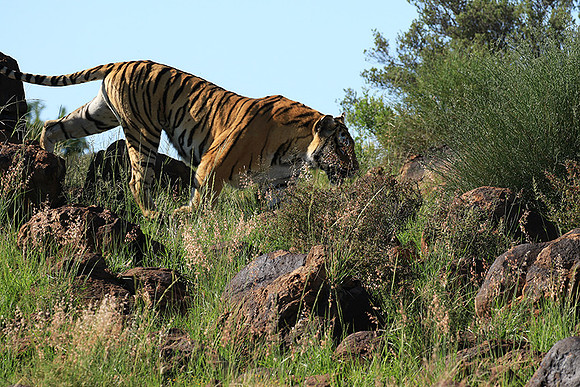 At Tiger Canyon - Karoo