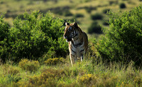 At Tiger Canyon - Karoo