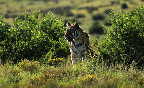 At Tiger Canyon - Karoo