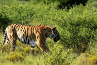 At Tiger Canyon - Karoo