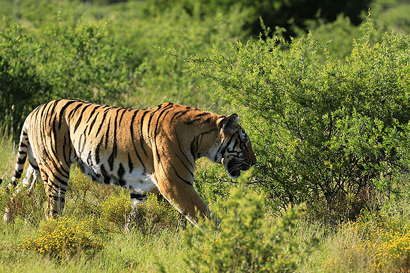 At Tiger Canyon - Karoo