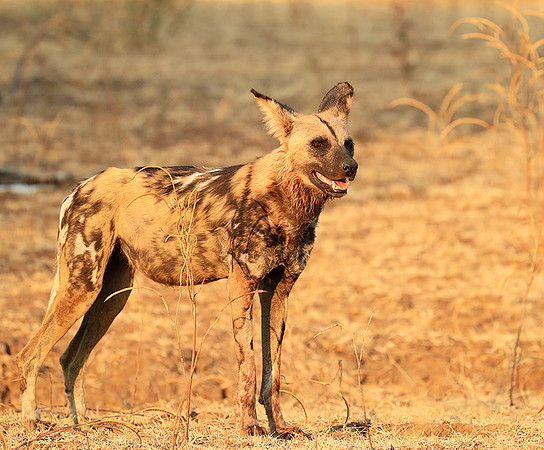 South Luangwa National Park