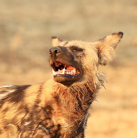 South Luangwa National Park