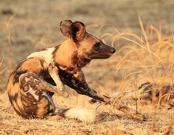 South Luangwa National Park