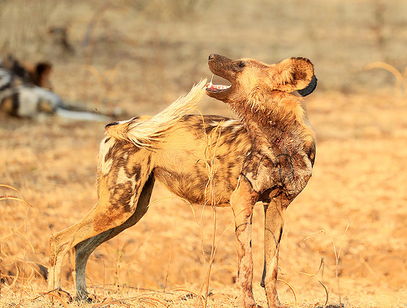 South Luangwa National Park