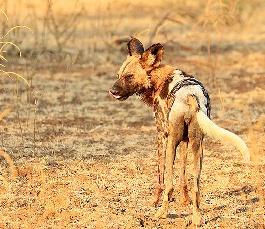 South Luangwa National Park