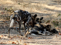 South Luangwa National Park