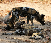 South Luangwa National Park