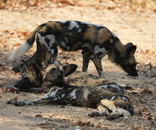 South Luangwa National Park