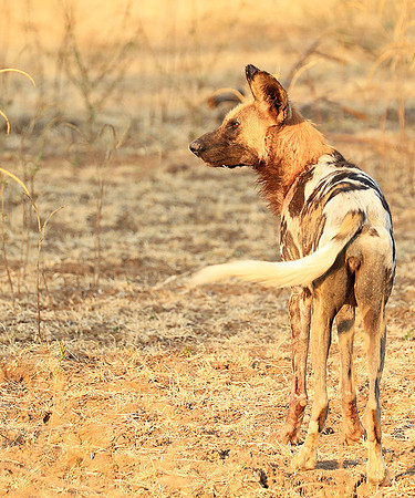 South Luangwa National Park