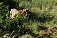 At Tiger Canyon - Karoo