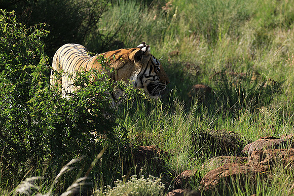 At Tiger Canyon - Karoo