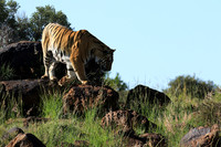 At Tiger Canyon - Karoo