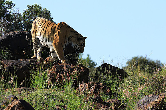At Tiger Canyon - Karoo