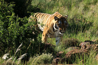 At Tiger Canyon - Karoo