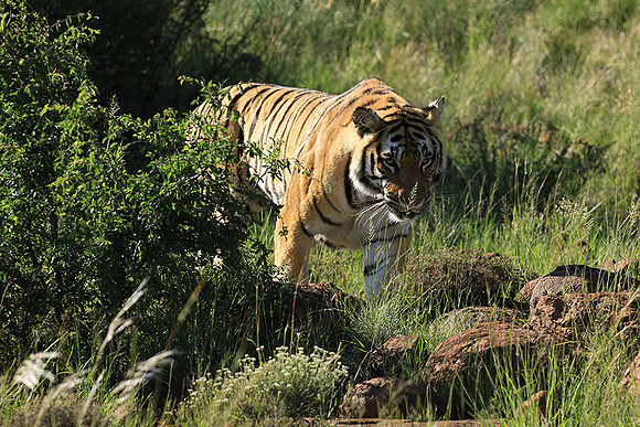 At Tiger Canyon - Karoo