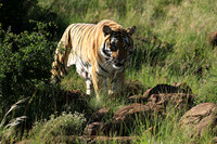 At Tiger Canyon - Karoo