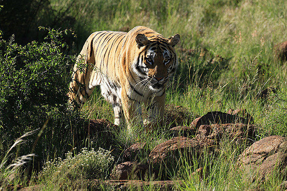 At Tiger Canyon - Karoo