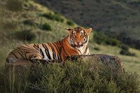 At Tiger Canyon - Karoo