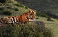 At Tiger Canyon - Karoo