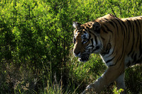 At Tiger Canyon - Karoo