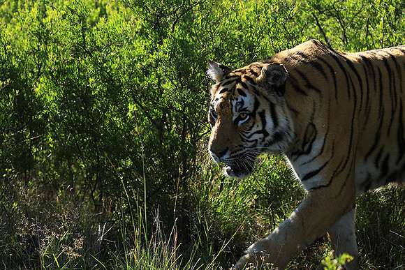 At Tiger Canyon - Karoo