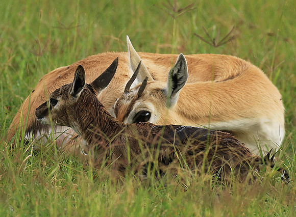 Thomson's gazelle - Ngorongoro