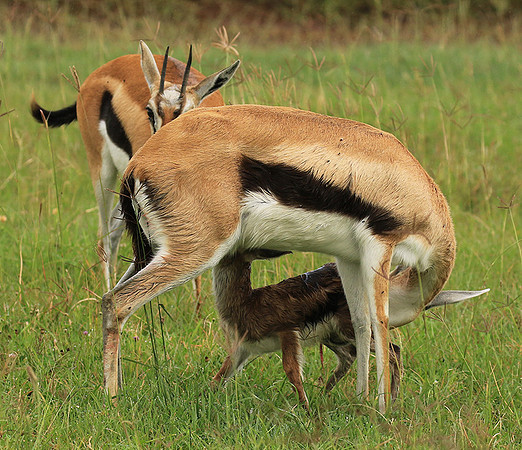 Thomson's gazelle - Ngorongoro