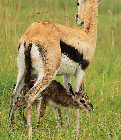 Thomson's gazelle - Ngorongoro