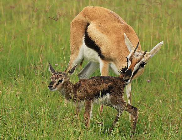 Thomson's gazelle - Ngorongoro